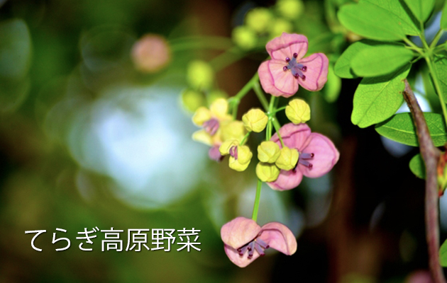 あけびの花 photo